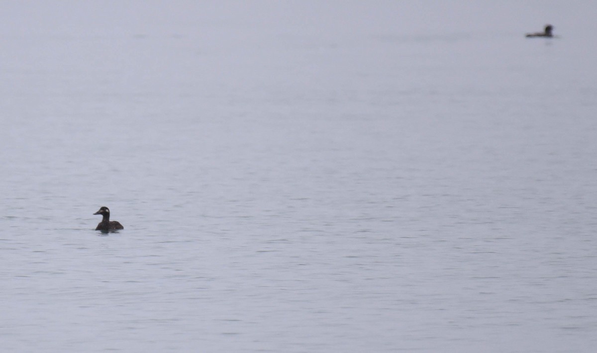 White-winged Scoter - ML512478691