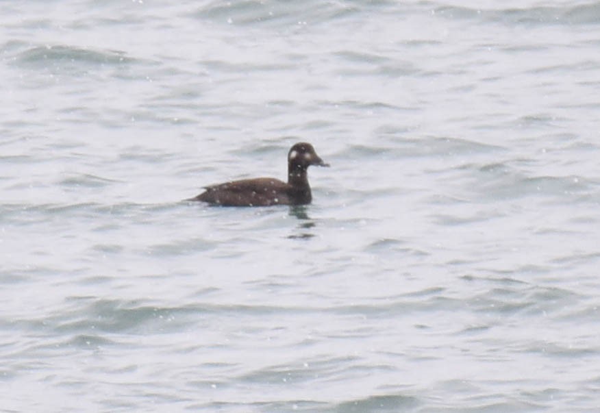 White-winged Scoter - ML512478701