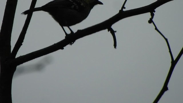 Indian Yellow Tit - ML512479091