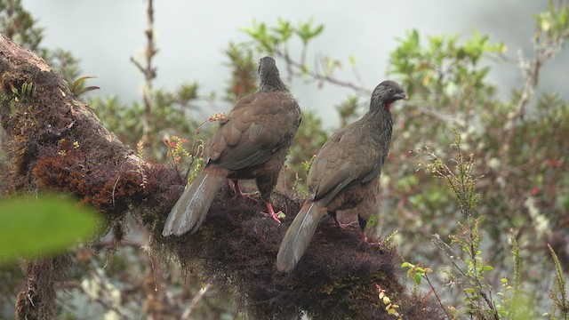 Andean Guan - ML512479891