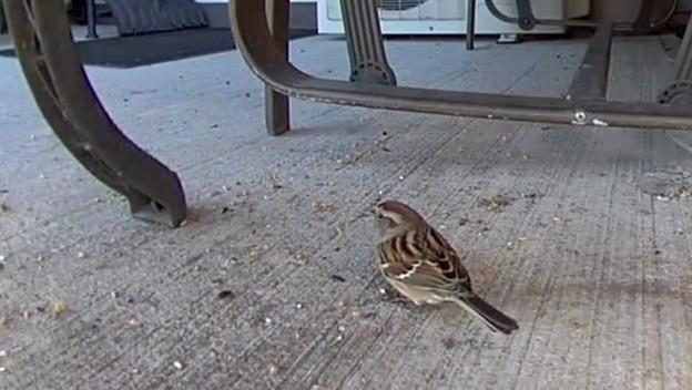 American Tree Sparrow - ML512480171