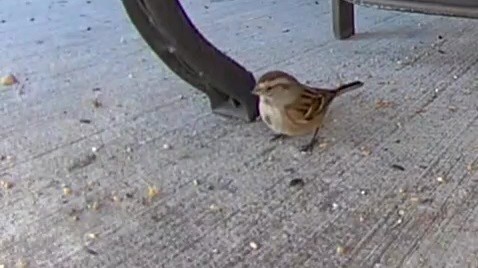 American Tree Sparrow - ML512480181