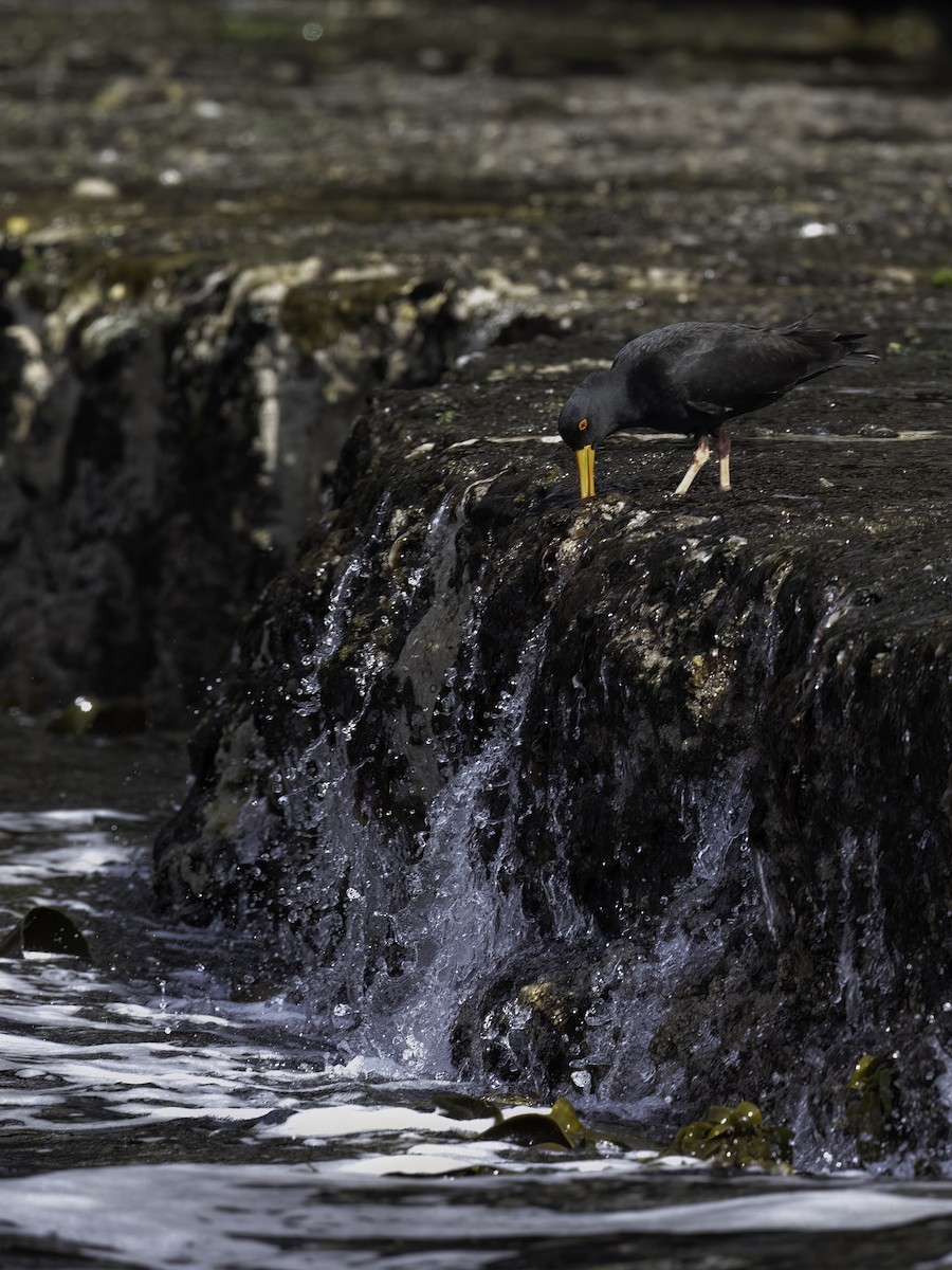 Sooty Oystercatcher - ML512480191