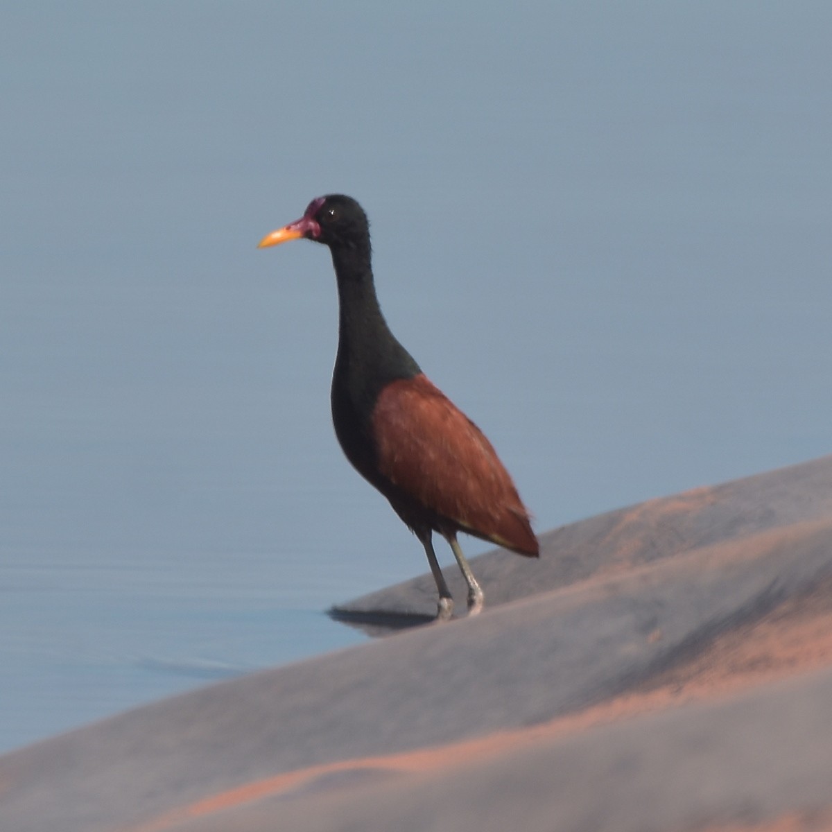 Wattled Jacana - Carlos De Biagi