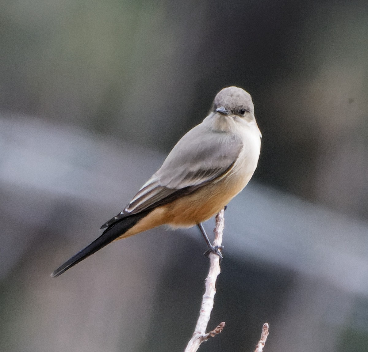 Say's Phoebe - ML512480601