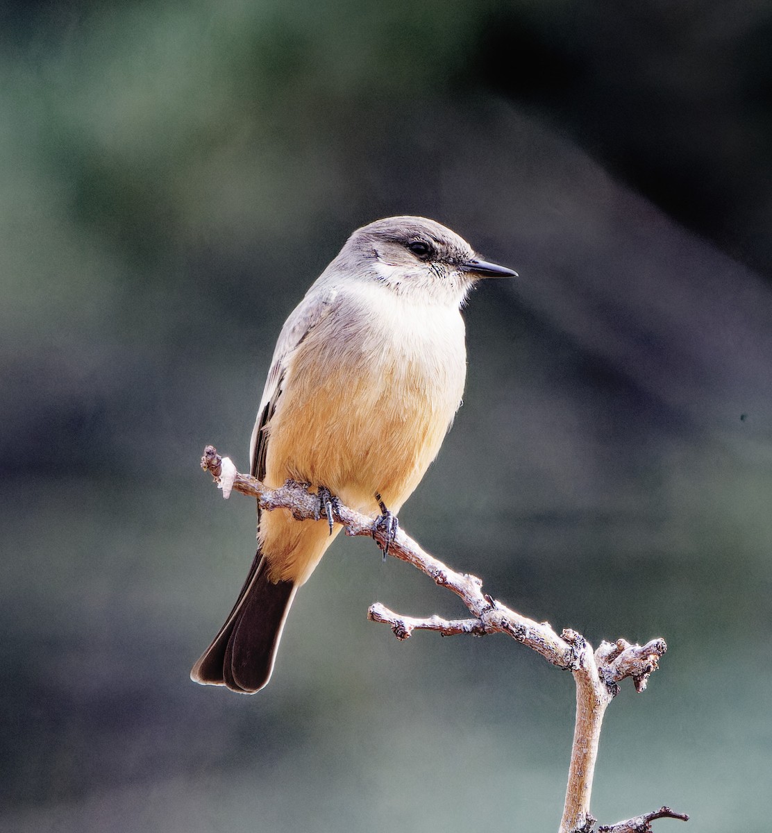 Say's Phoebe - ML512480621