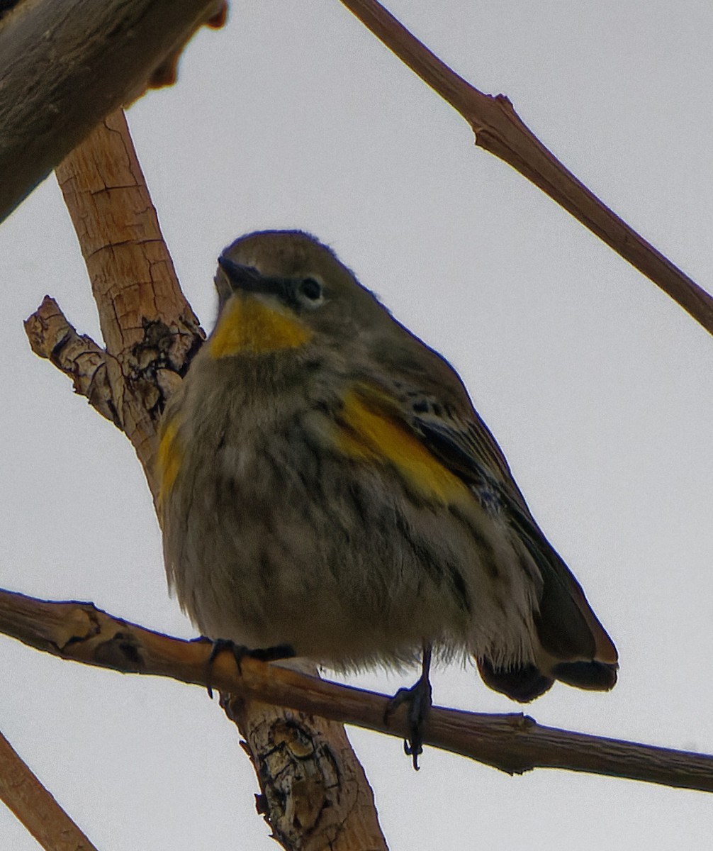 Yellow-rumped Warbler (Audubon's) - ML512480731