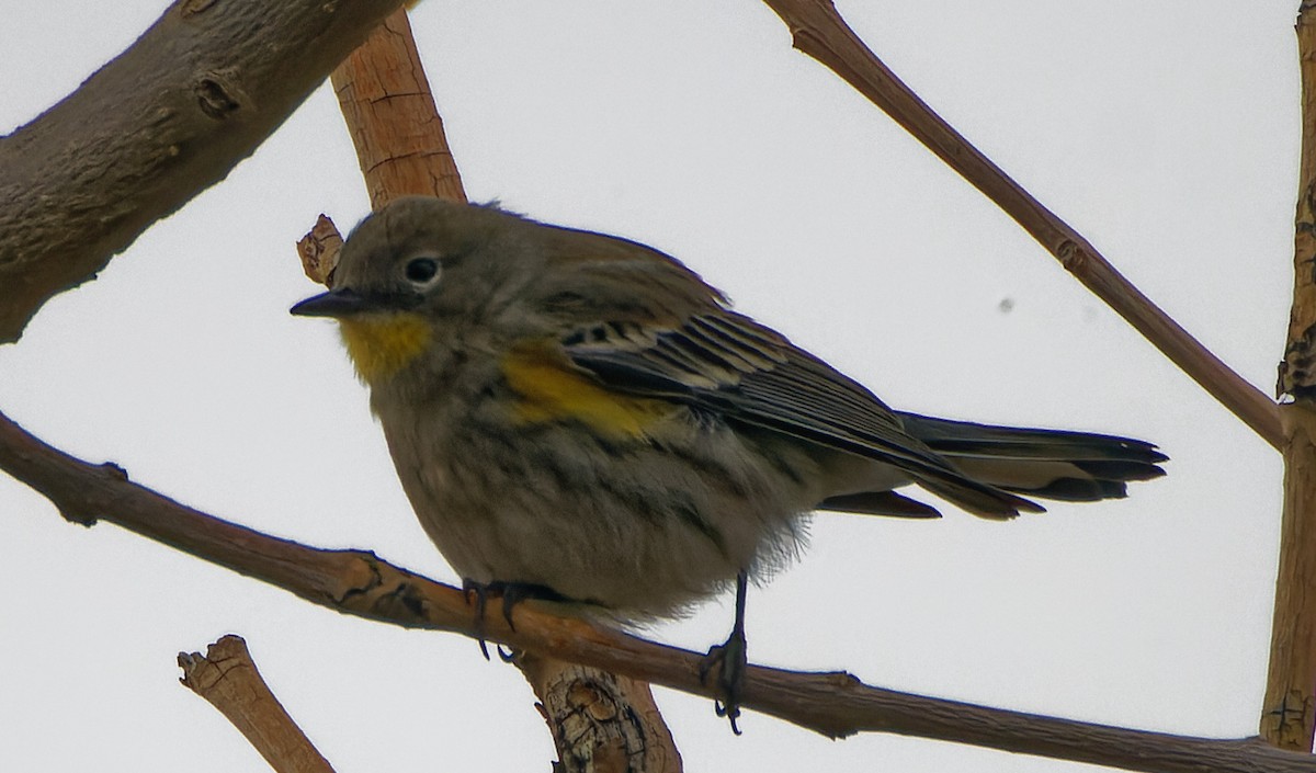 Yellow-rumped Warbler (Audubon's) - mark hinton