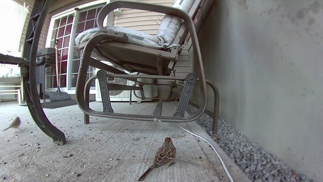 American Tree Sparrow - ML512480891