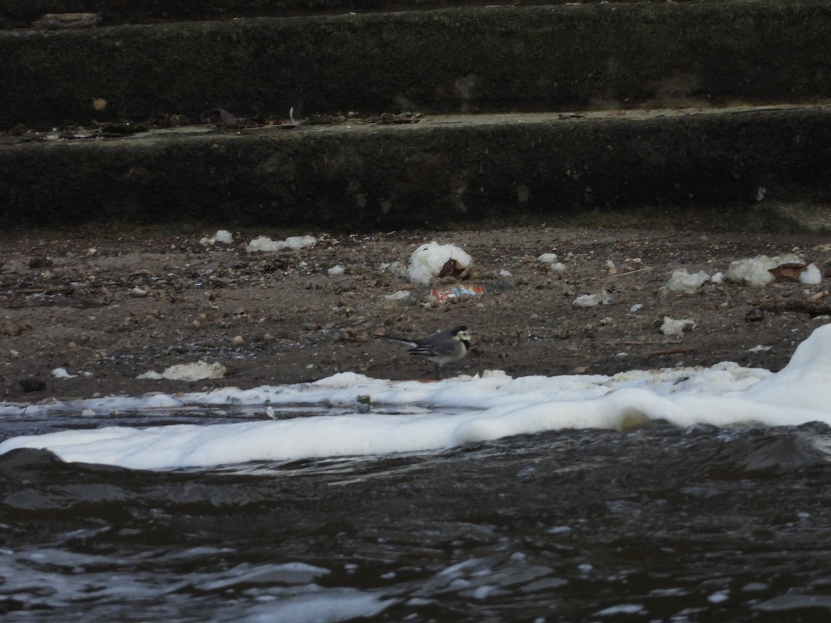 White Wagtail - ML512481181