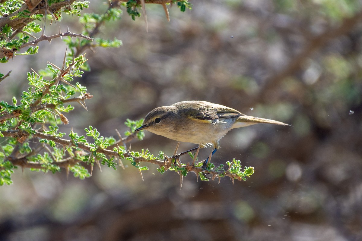 Урианхайн дууч шувуу - ML512481501