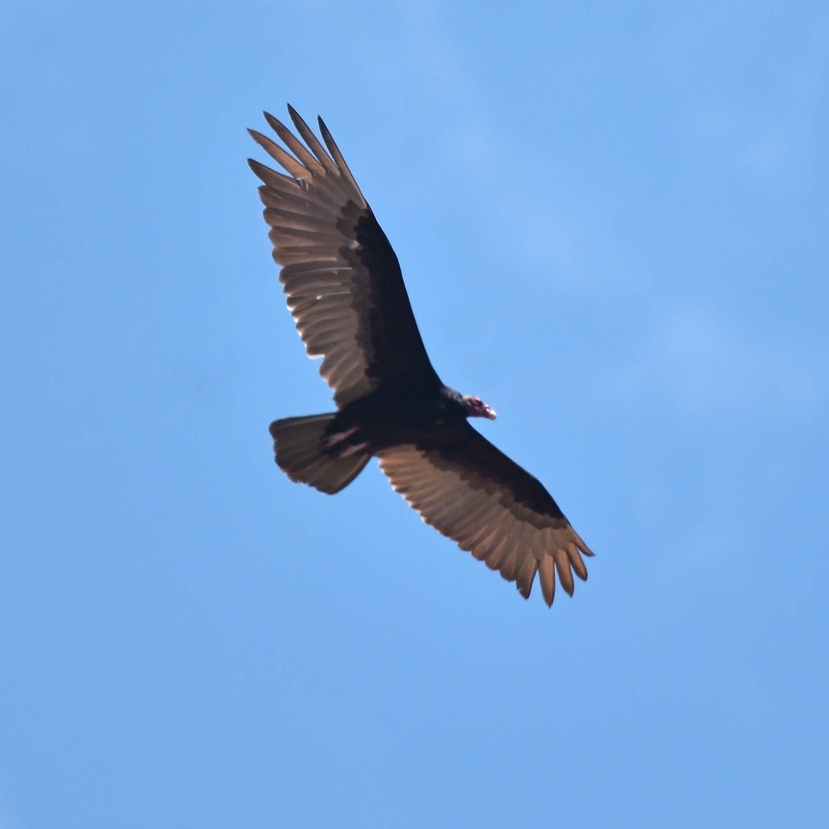 Turkey Vulture - ML512482411