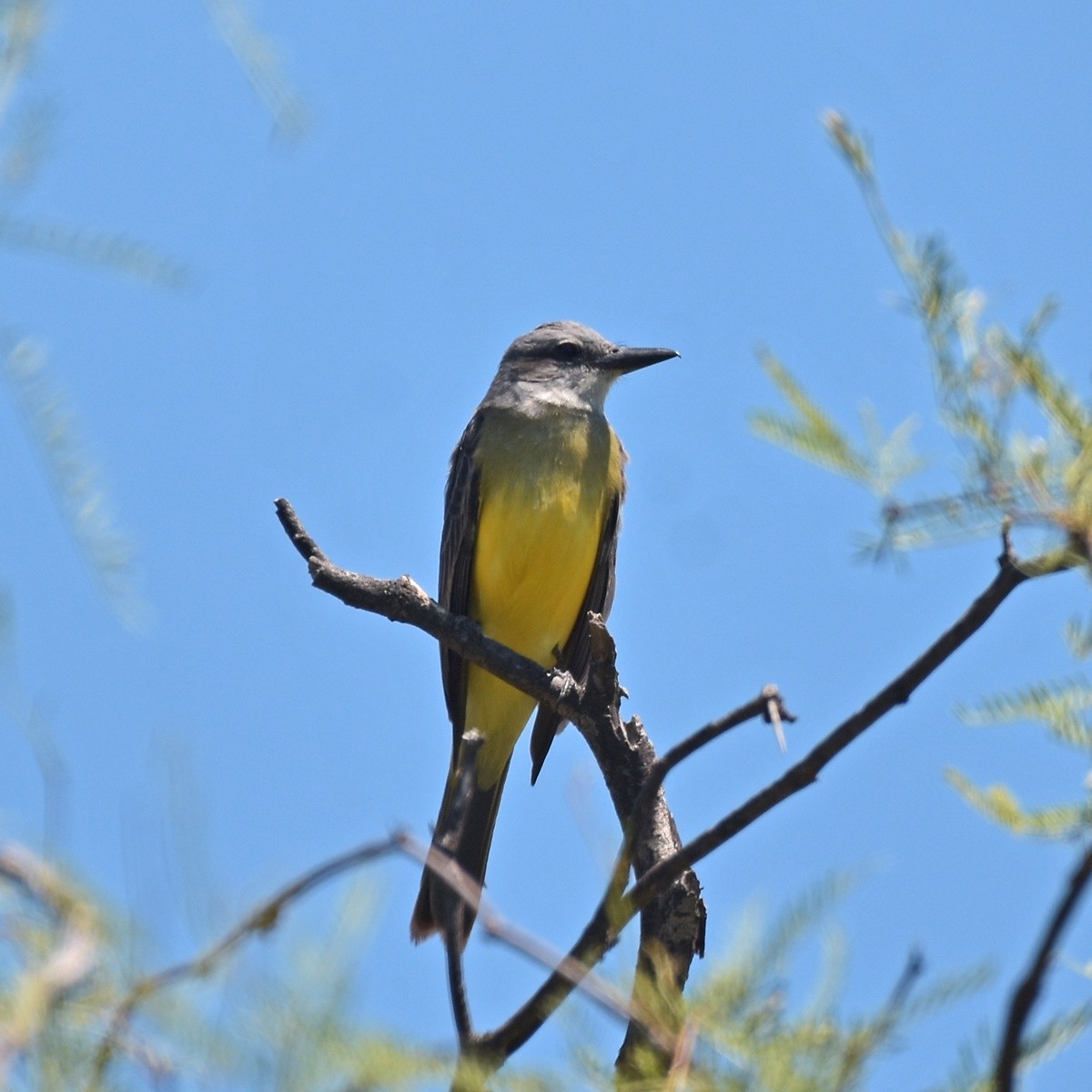 Tropical Kingbird - ML512482711