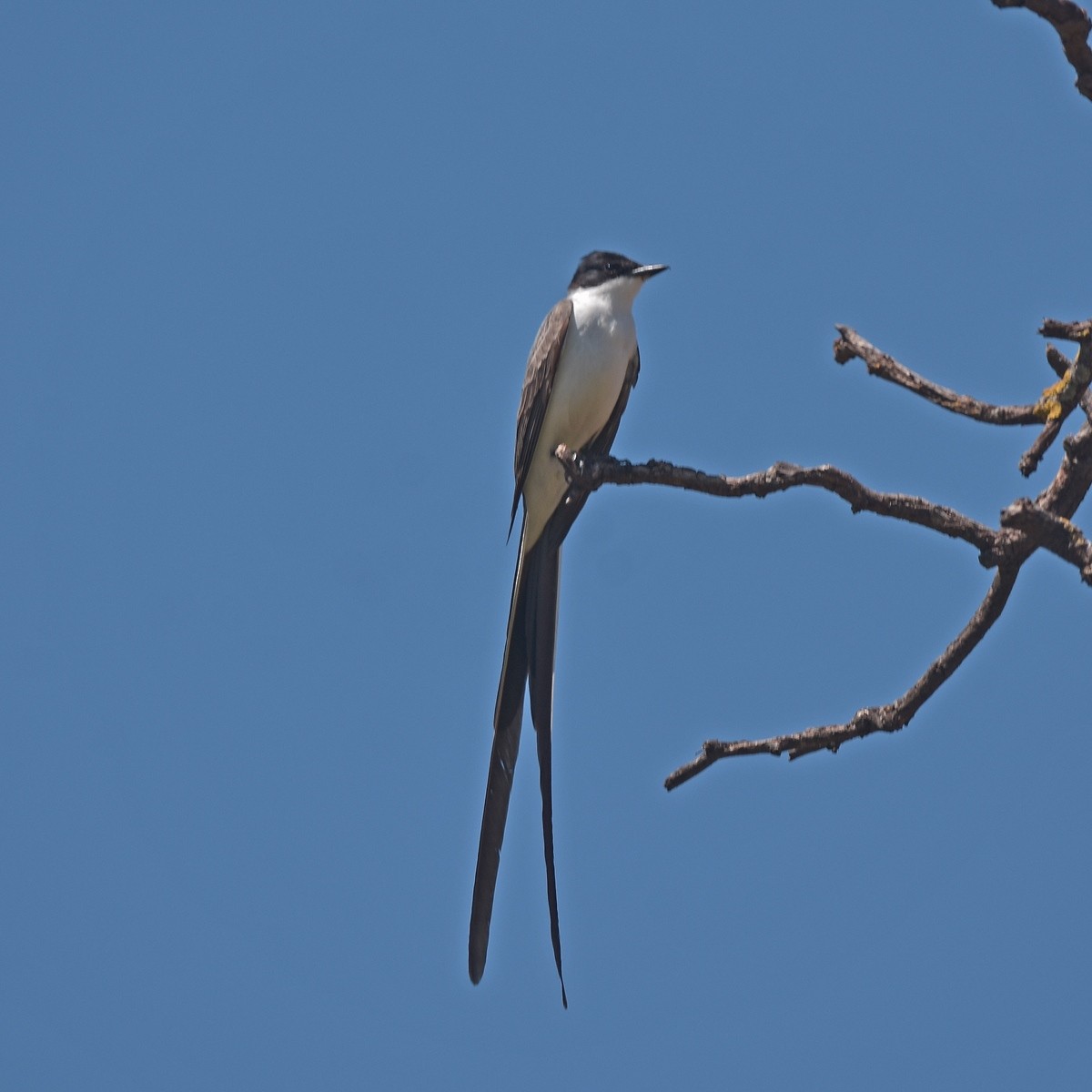 Fork-tailed Flycatcher - ML512482741