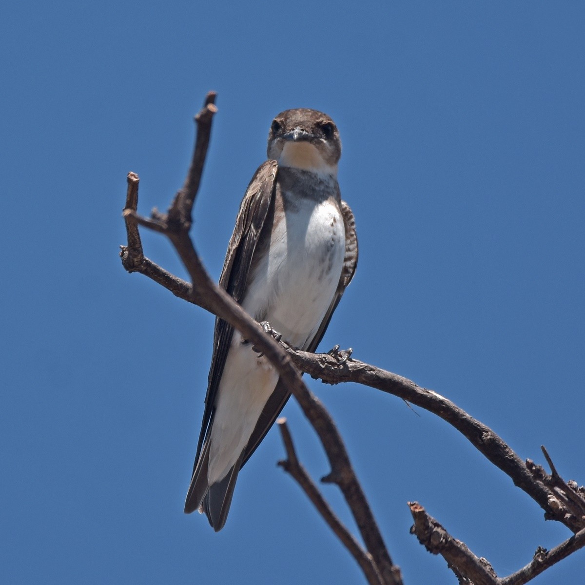 Brown-chested Martin - ML512482841