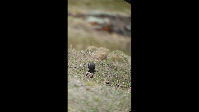 Black Siskin - ML512483191