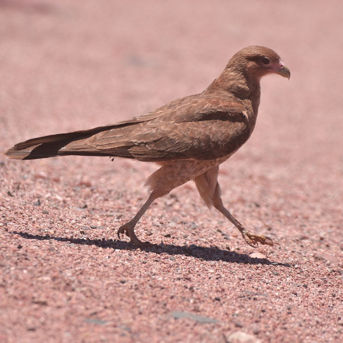 Chimango Caracara - ML512484281