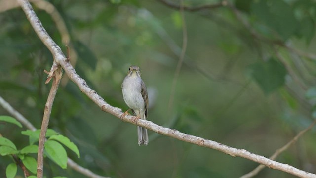 Cuban Solitaire - ML512484291