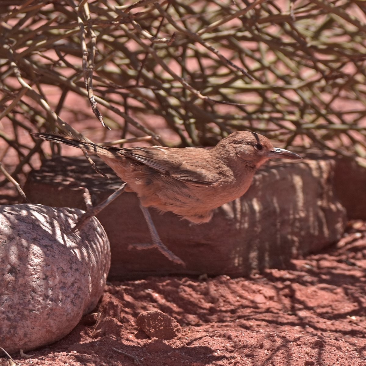 White-throated Cacholote - ML512484331