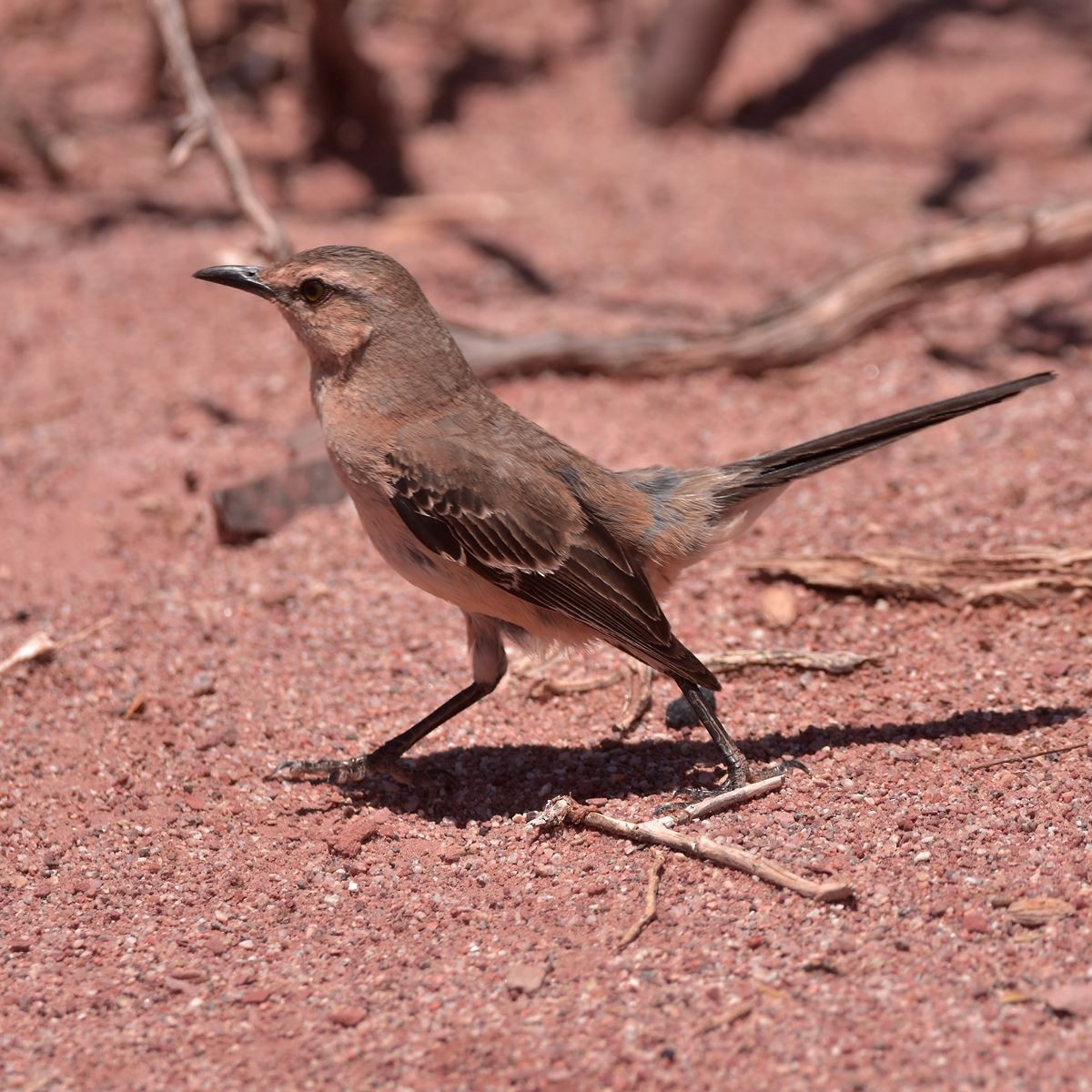 Sinsonte Patagón - ML512484601