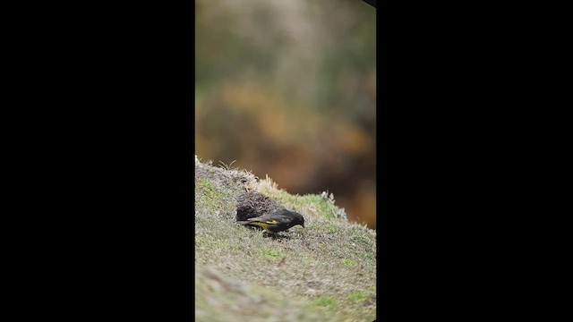 Black Siskin - ML512485201