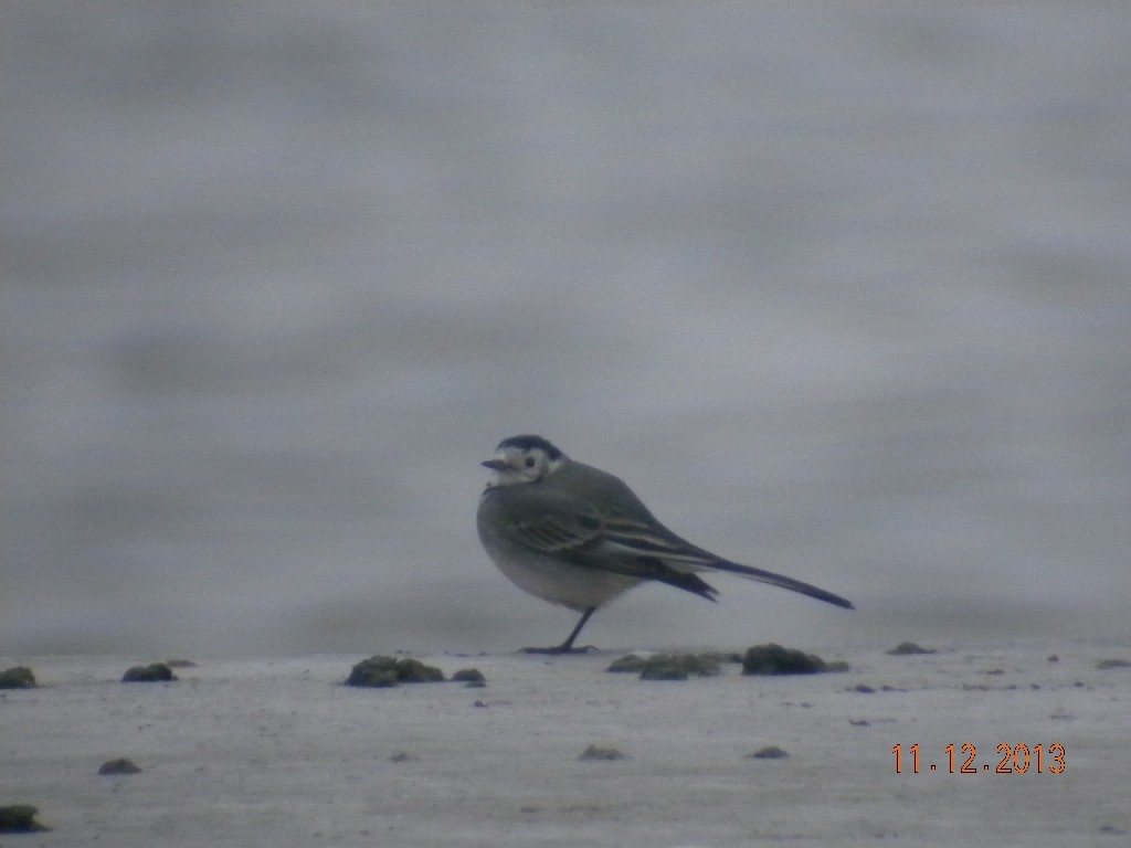 White Wagtail - ML512485221