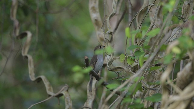 Cuban Solitaire - ML512486401