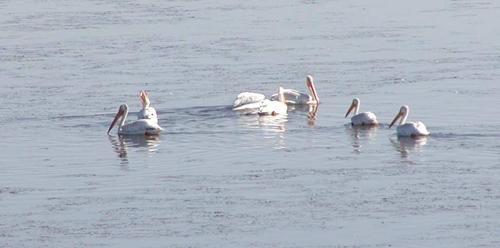 pelikán severoamerický - ML512486501
