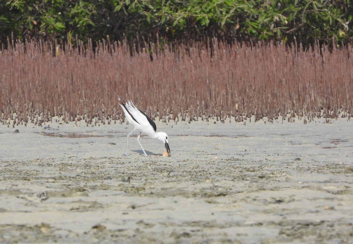 Crab-Plover - Helena Trzeciak