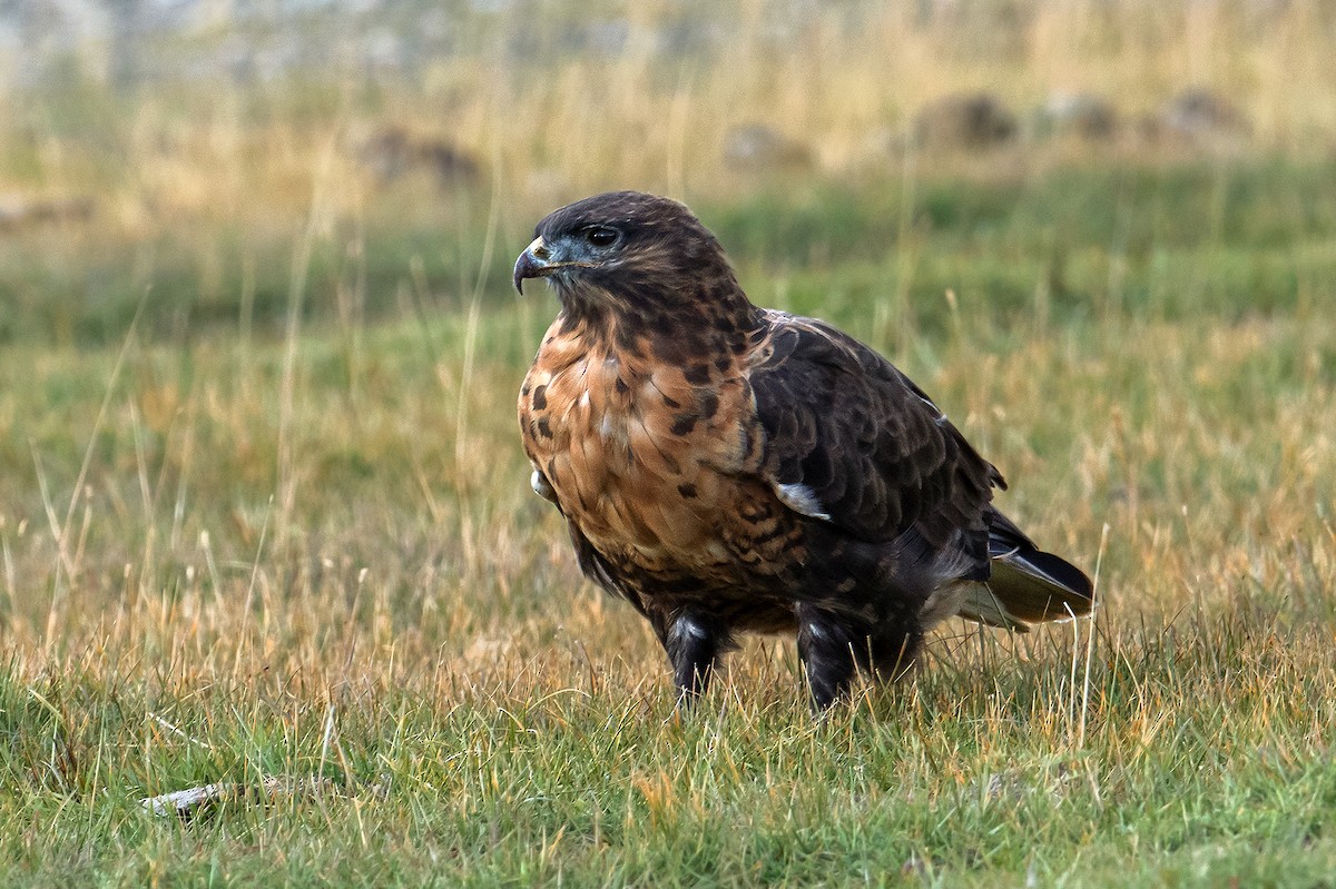 Upland Buzzard - ML512488371