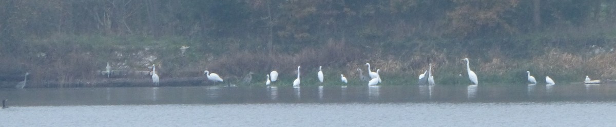 Great Egret - ML512490131