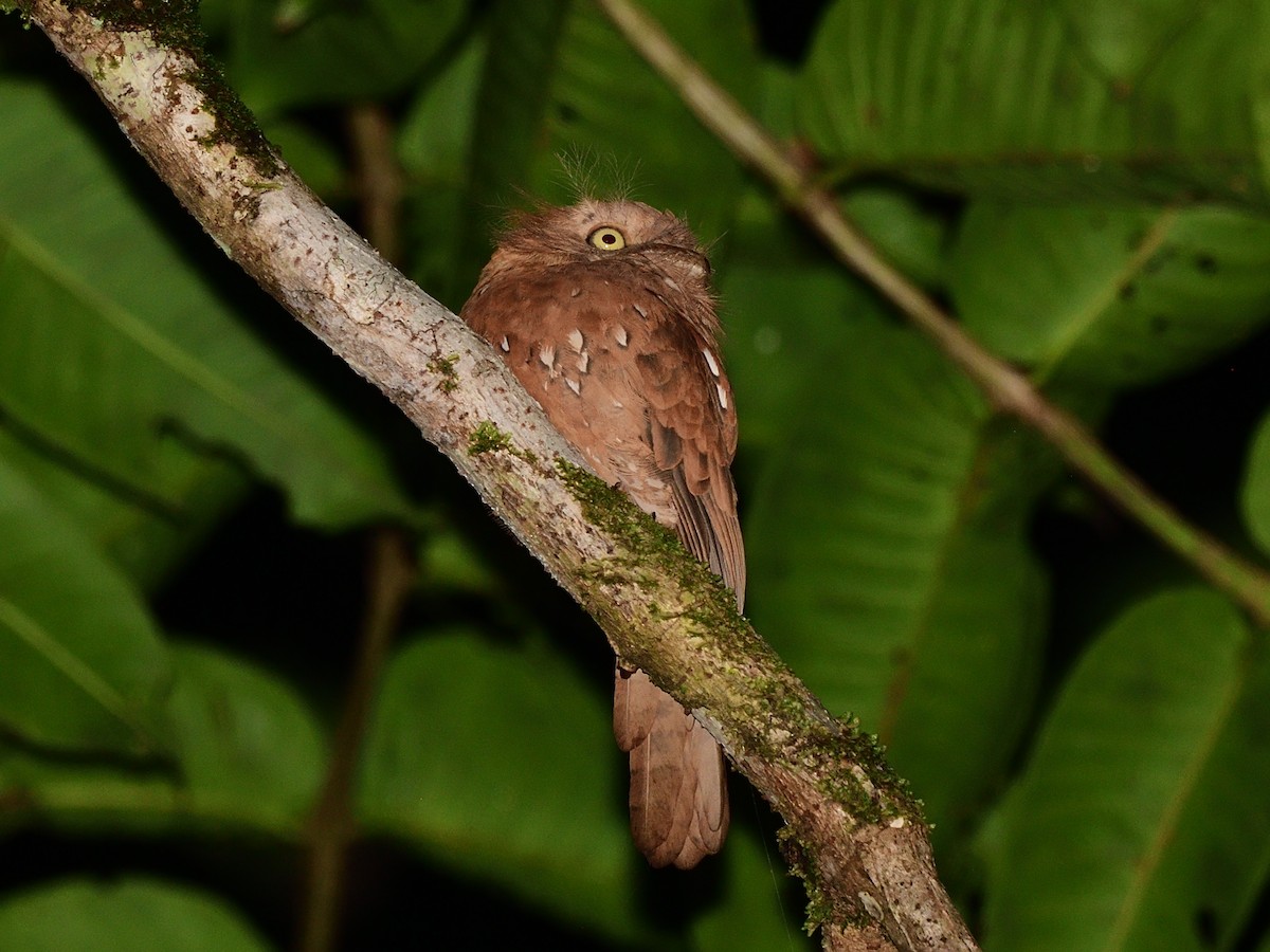 Sunda Frogmouth - ML512491041