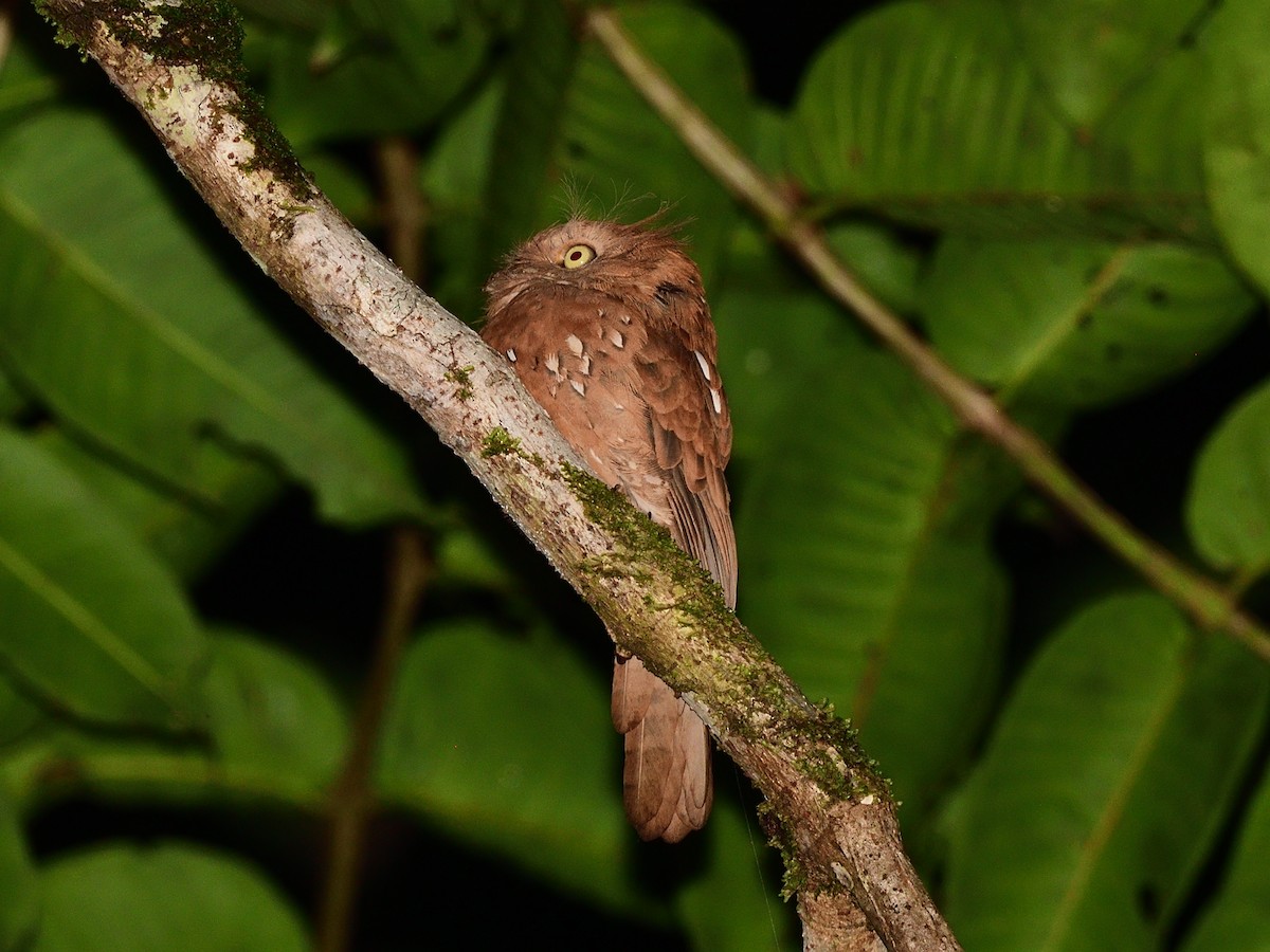 Sunda Frogmouth - Oleg Chernyshov