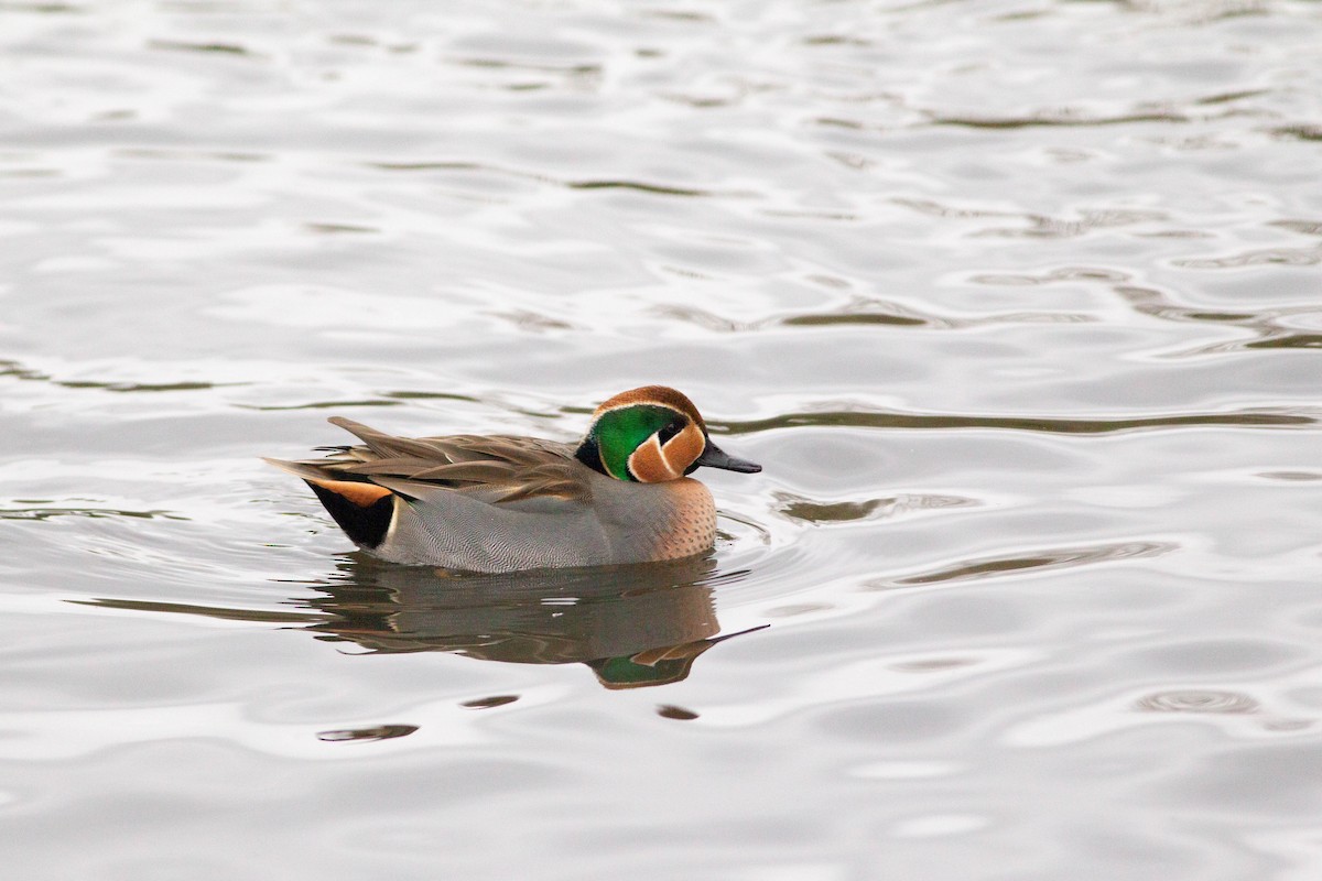 Anatinae sp. - ML512491221