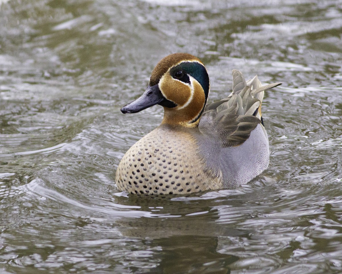 Anatinae sp. - ML512491231