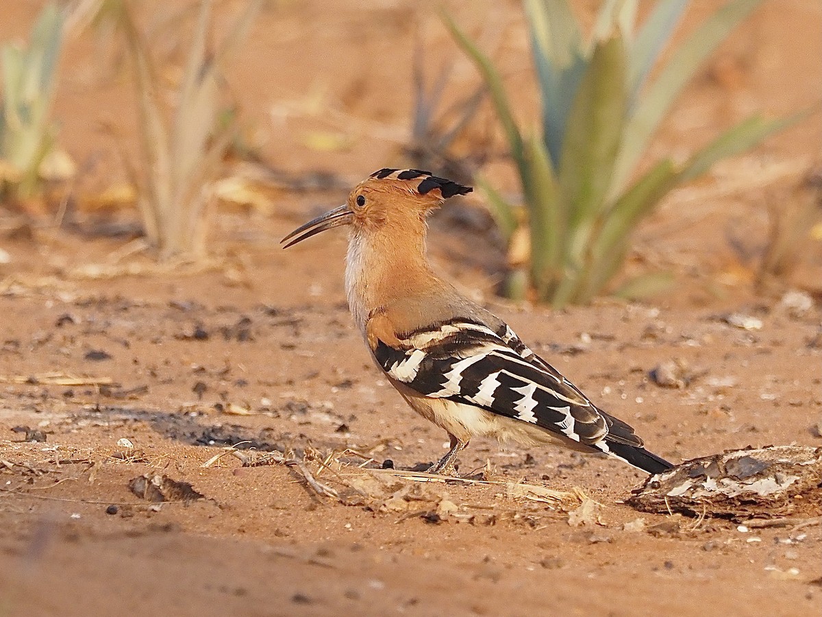 Madagascar Hoopoe - ML512491531