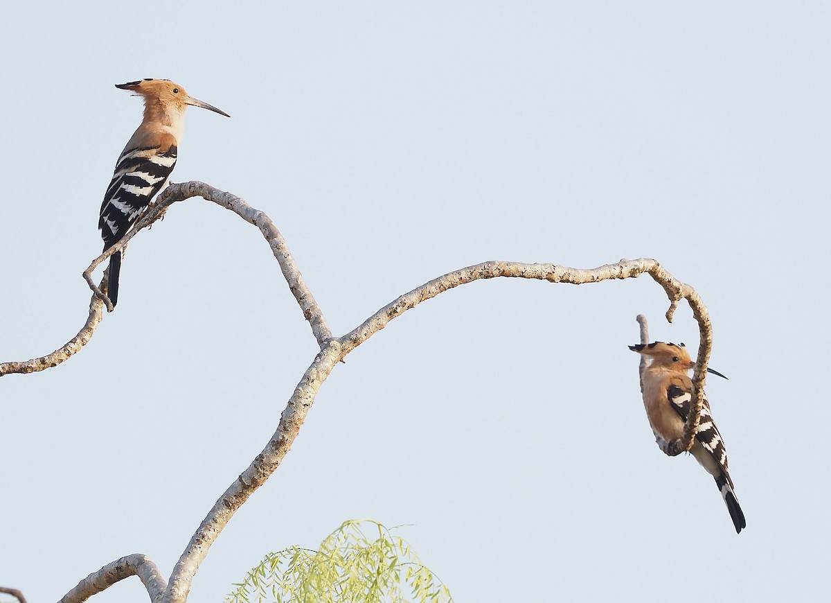 Madagascar Hoopoe - ML512491541