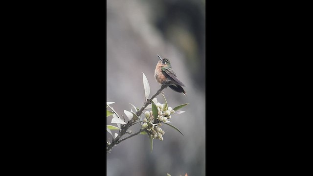 kolibřík dřišťálový - ML512491761