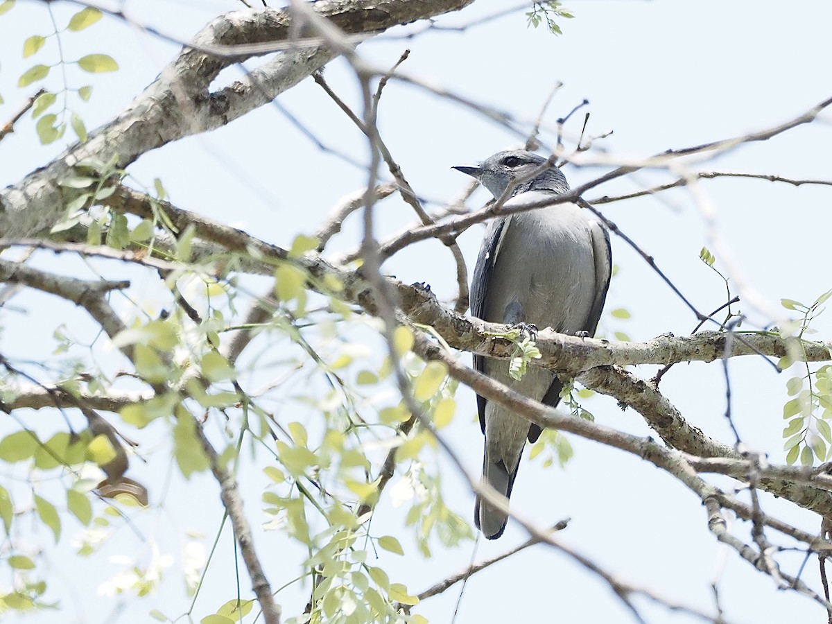 Madagascar Cuckooshrike - ML512493601