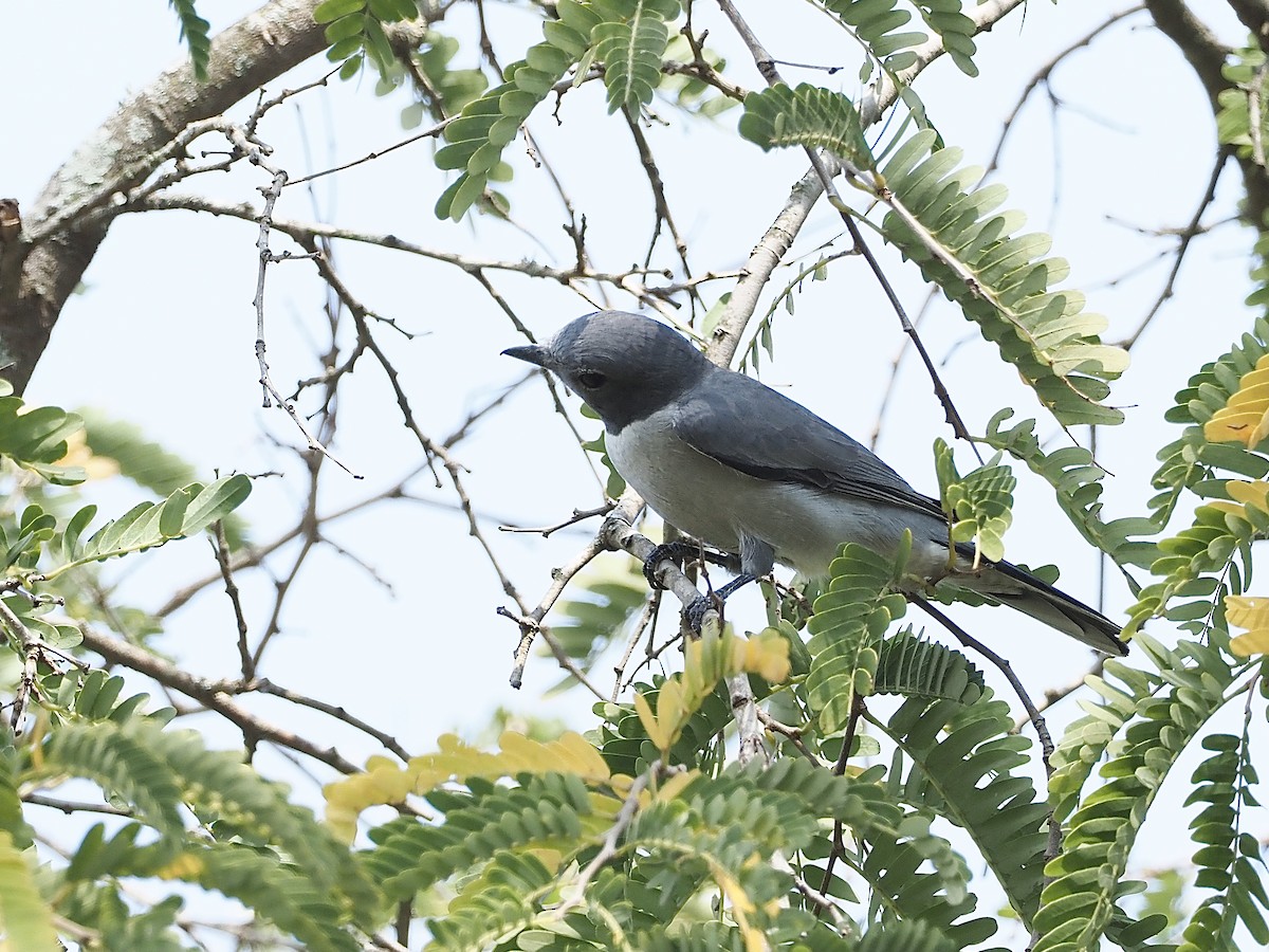 Madagascar Cuckooshrike - ML512493611