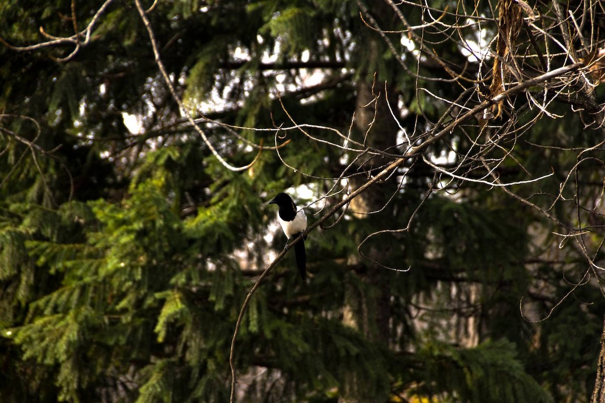 Eurasian Jackdaw - ML512493671