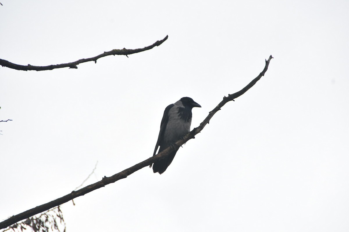 Hooded Crow - ML512493681