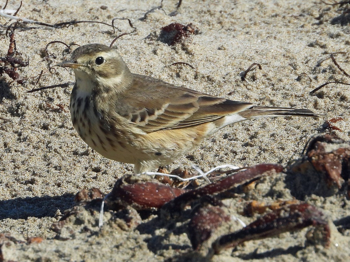 American Pipit - ML512494111