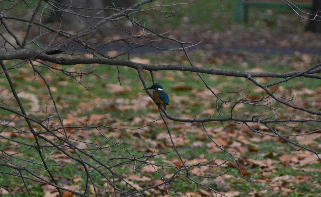 Common Kingfisher - ML512496071