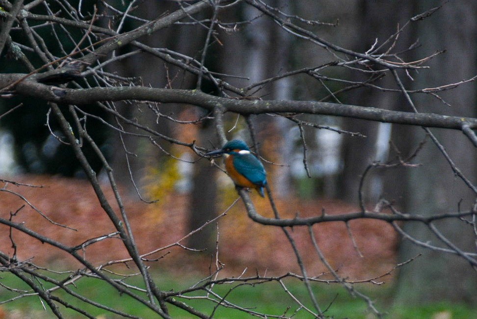 Common Kingfisher - ML512496081