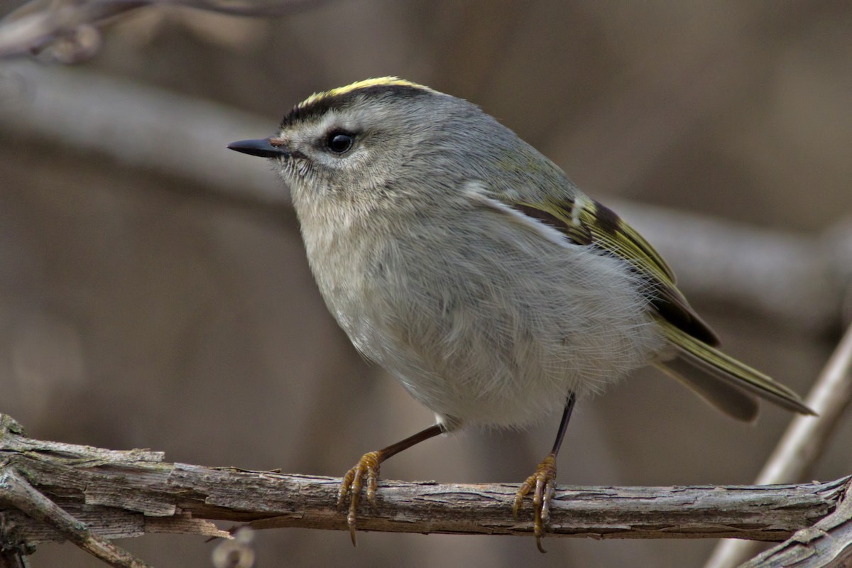 Golden-crowned Kinglet - ML512497051