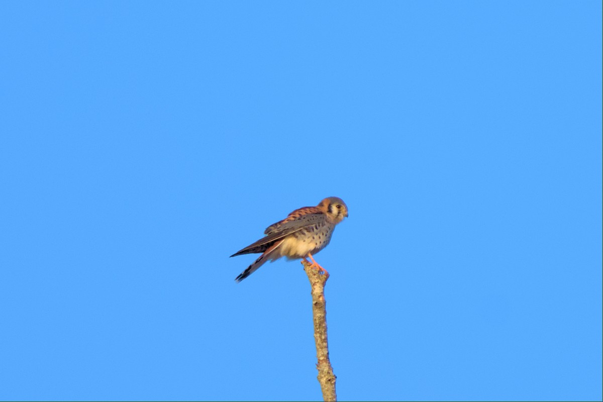 American Kestrel - ML512497581