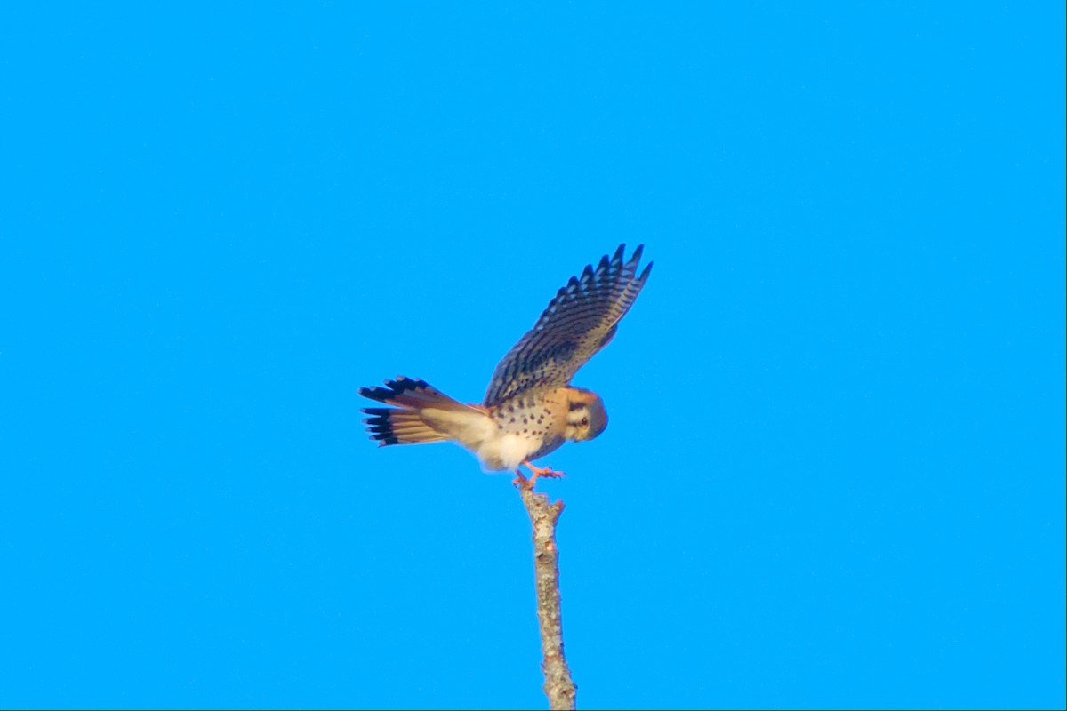 American Kestrel - ML512497591
