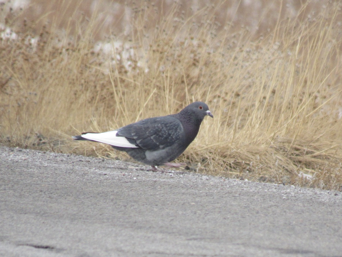 Rock Pigeon (Feral Pigeon) - ML512499321