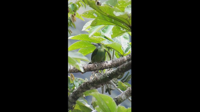 Blue-banded Toucanet - ML512499451